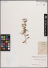Foto von Salix carmanica Bornm.